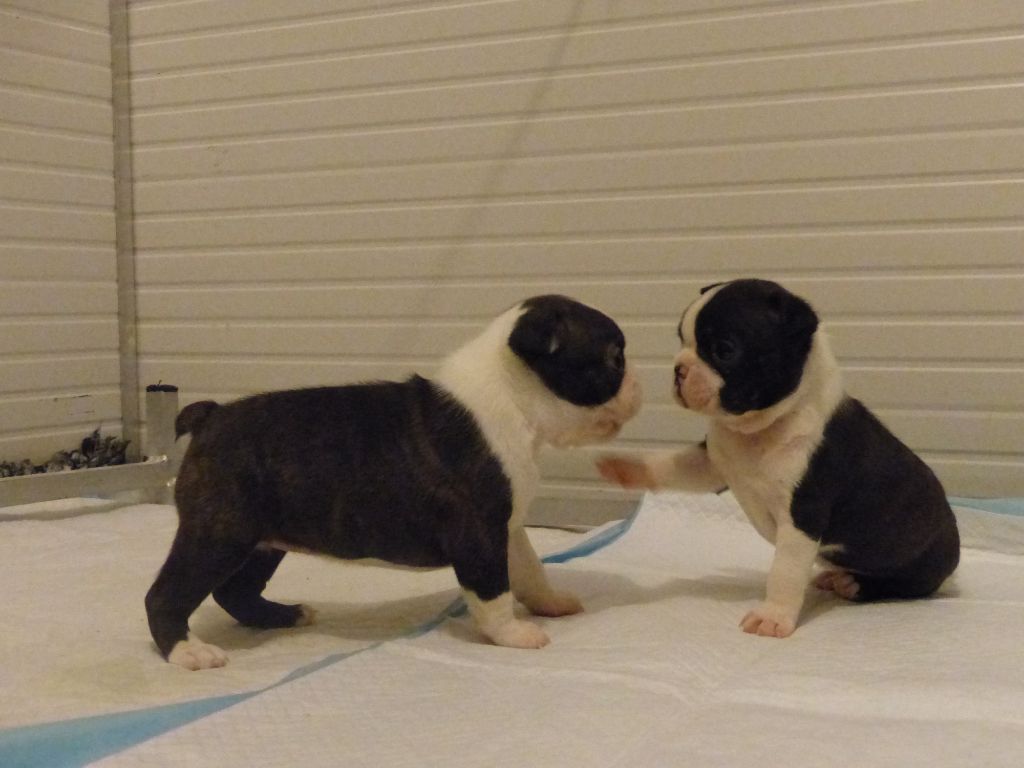 chiot Boston Terrier De La Couronne D'Elessar