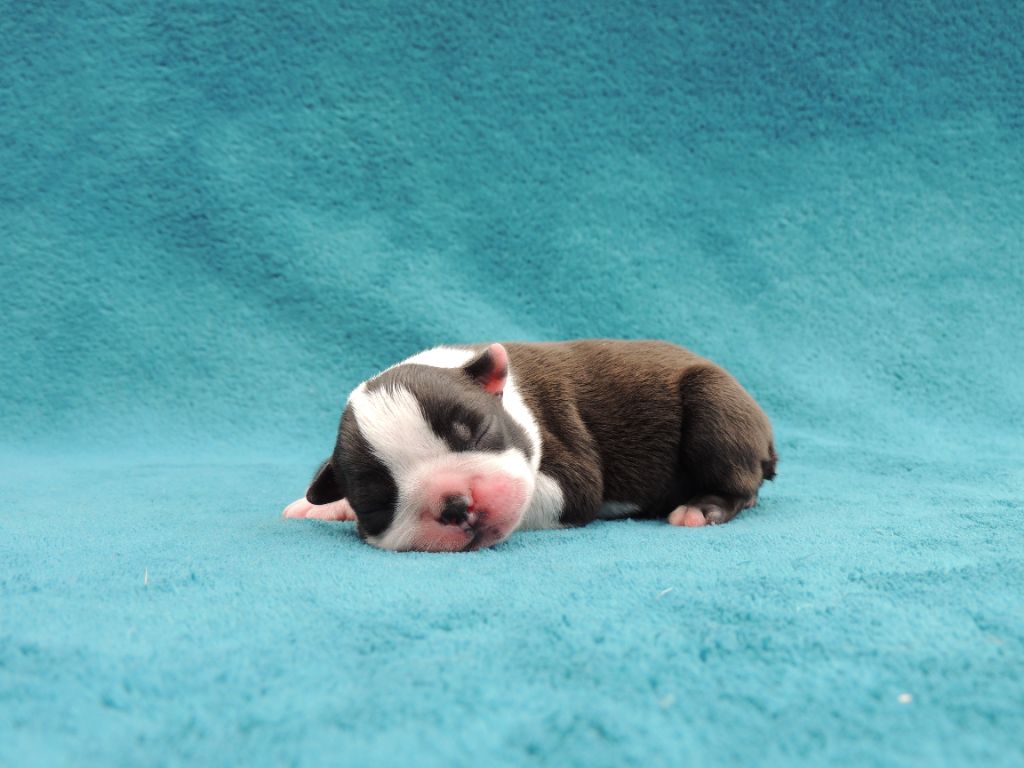 De La Couronne D'Elessar - Boston Terrier - Portée née le 22/08/2021