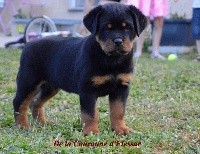 CHIOT