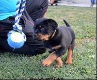 CHIOT