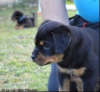 CHIOT